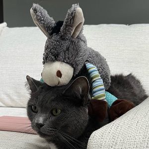 Meet your Posher, Alexa